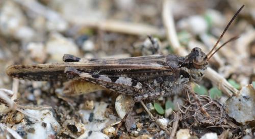 Réf. 296 063 : Acrotylus patruelis